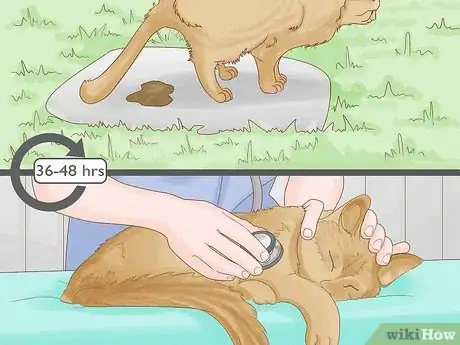 Image titled Remove Oil from a Cat Step 10