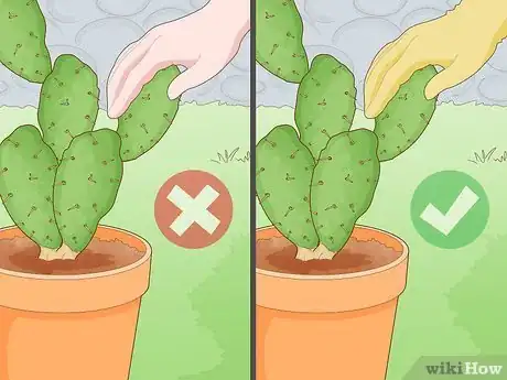 Image titled Propagate a Cactus Step 2