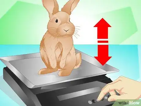 Image titled Determine if Your Rabbit Is Sick Step 10