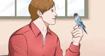 Teach Your Budgie to Talk