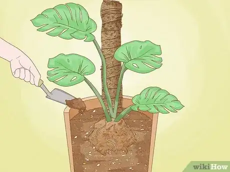 Image titled Repot a Monstera Step 5