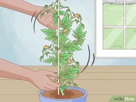 Image titled Pollinate Tomatoes Step 1