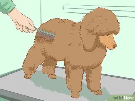 Image titled Brush a Poodle Step 12