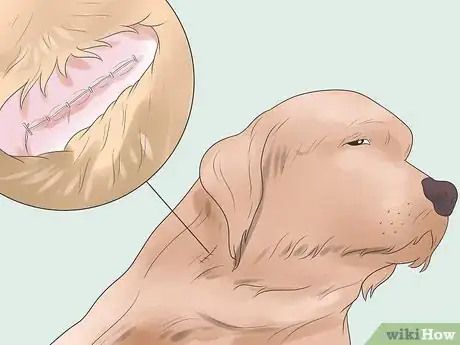 Image titled Treat Dog Bite Wounds on Dogs Step 14