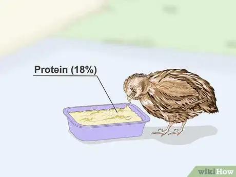 Image titled Treat Diarrhea in Button Quail Step 5