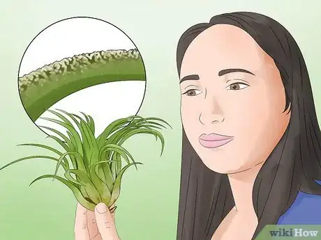 Image titled Care for Air Plants Step 1