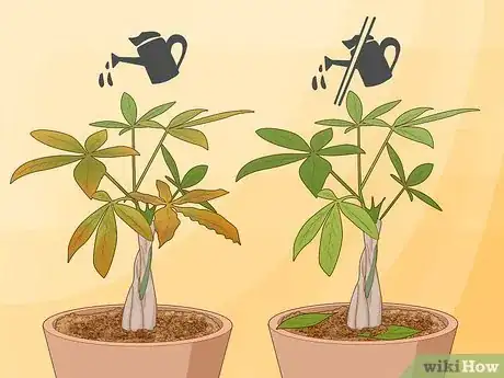 Image titled Plant Money Trees Step 17