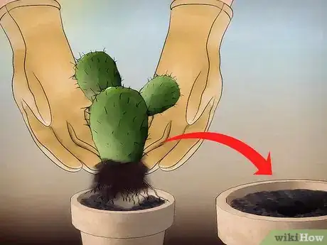 Image titled Save a Dying Cactus Step 11