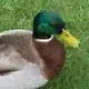 DuckLord