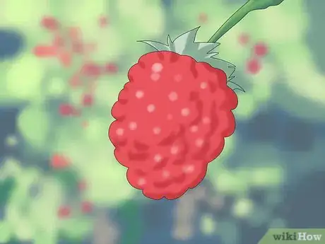 Image titled Prune Raspberries Step 3