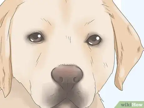 Image titled Identify a Pure Labrador Puppy Step 5