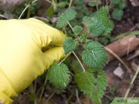 Image titled Make Nettle Tea Step 4