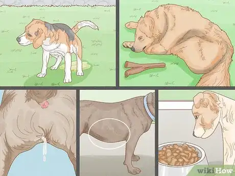 Image titled Get Rid of the Fishy Smell from My Dog Step 3