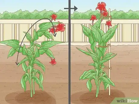 Image titled Grow Cannas Step 11