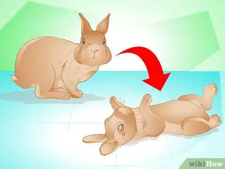 Image titled Determine if Your Rabbit Is Sick Step 13