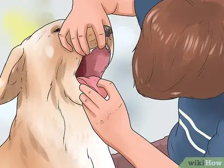 Image titled Save a Choking Dog Step 4