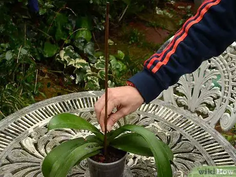 Image titled Repot an Orchid Step 6