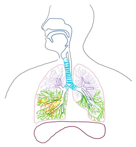 Image titled Bronchioles_respsyst_gb2653.png