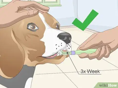 Image titled Groom a Beagle Step 13