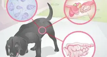 Diagnose Yellow Foamy Vomit in Dogs