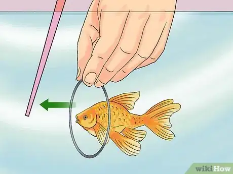 Image titled Train Goldfish Step 12