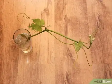 Image titled Make a Grapevine Wreath Step 2
