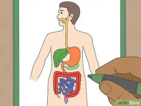 Image titled Draw a Model of the Digestive System Step 13