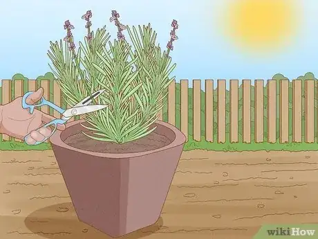 Image titled Plant Lavender in Pots Step 13