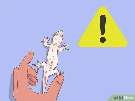 Image titled Care for a House Gecko Step 10