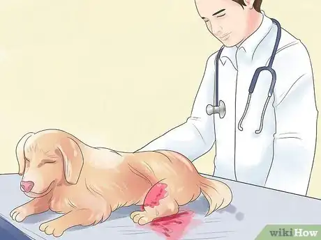 Image titled Treat Dog Bite Wounds on Dogs Step 1