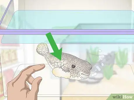 Image titled Purchase and Care for a Puffer Fish Step 2