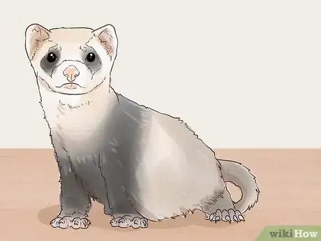 Image titled Choose Between Ferret Colors and Coat Patterns Step 9