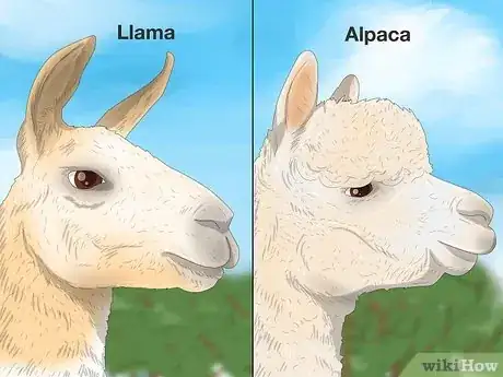 Image titled Llama vs Alpaca Step 4