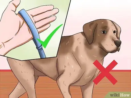 Image titled Make a Dog Stop Biting Step 2