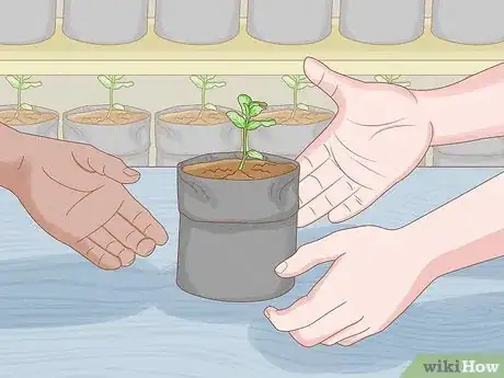 Image titled Grow Mint in a Pot Step 6