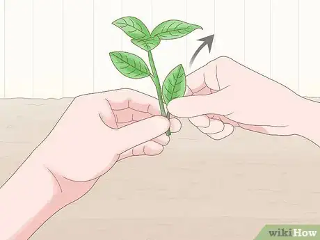 Image titled Grow Gardenia from Cuttings Step 3