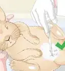 Determine Whether to Have Your Rabbit Neutered