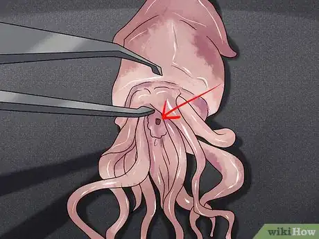 Image titled Dissect a Squid Step 7