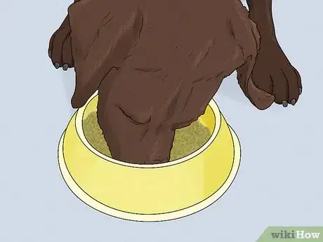 Image titled Identify a Labrador Retriever Step 15