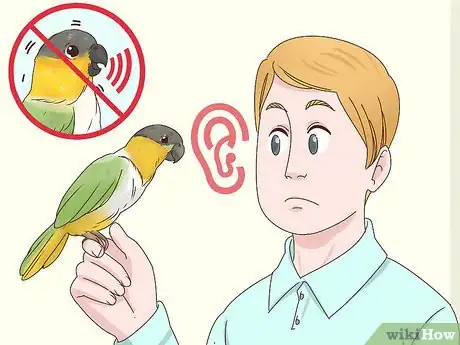 Image titled Choose a Caique Parrot Step 12