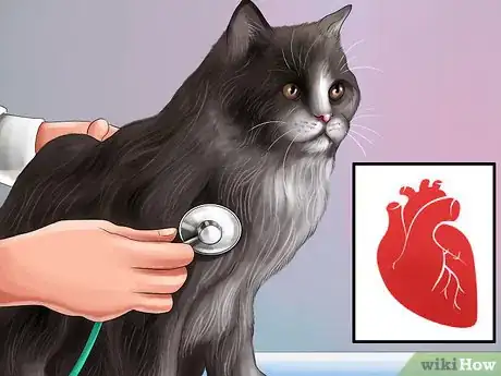 Image titled Give Amlodipine Besylate to Cats with High Blood Pressure Step 1