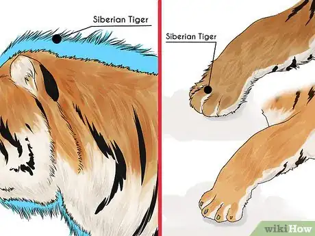 Image titled Identify a Siberian Tiger Step 1