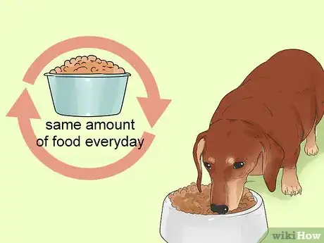 Image titled Feed a Diabetic Dog Step 1