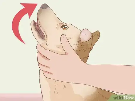 Image titled Help Your Dog Through a Stroke Step 4