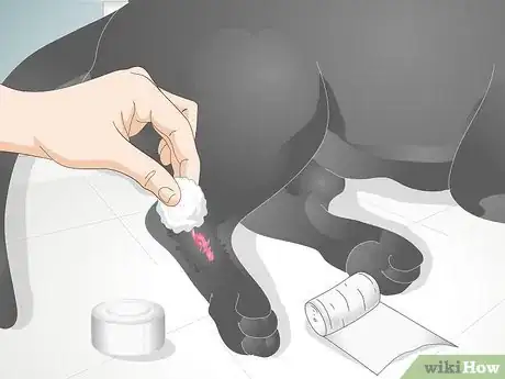 Image titled Take Care of an Injured Dog Step 10