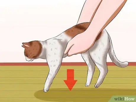 Image titled Carry a Cat Step 16