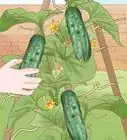 Grow Cucumbers in Pots