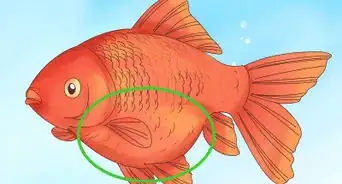 Tell if a Goldfish Is Pregnant