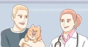 Take Care of a Pomeranian