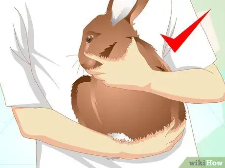 Image titled Deliver Oral Medication to Rabbits Step 11